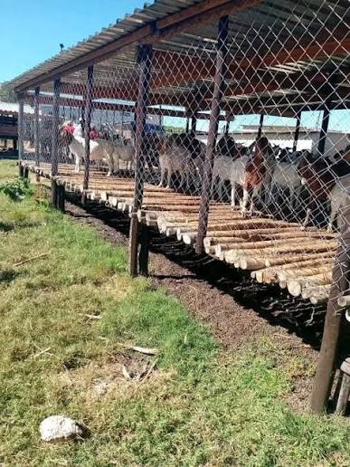 GETTING THE BEST FROM YOUR GOATS THROUGH PROPER HOUSING